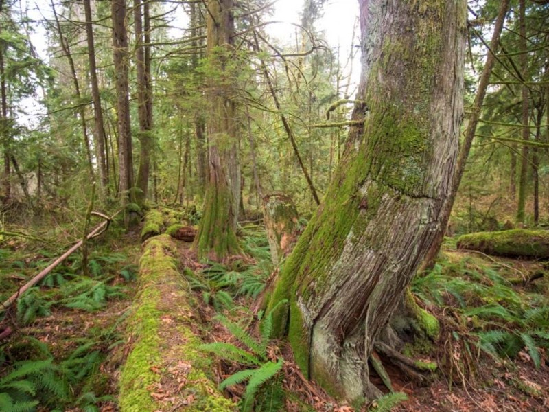 Forested land in Kanaka Creek Regional Park