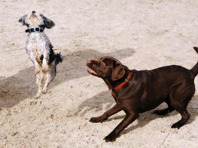 Two dogs are seen playing