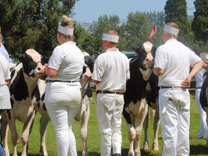 people standing with cows