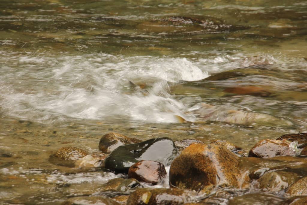 salmon spawning in river