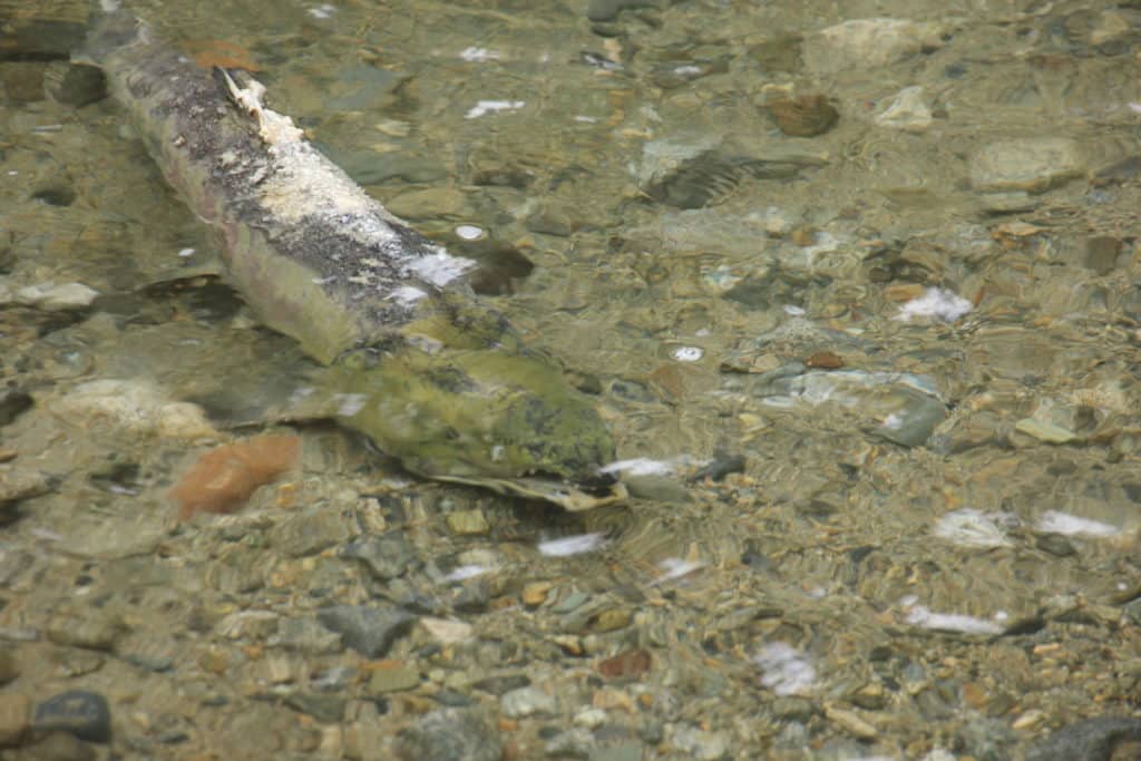 salmon in river